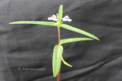 Impatiens munnarensis